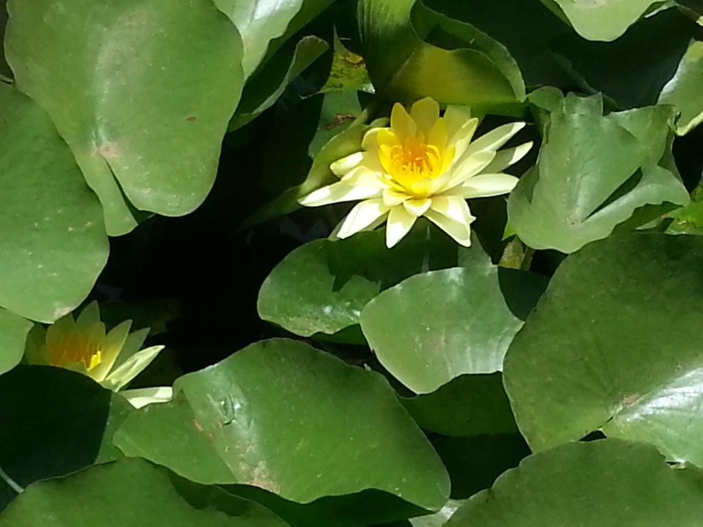 The Meadows Resort And Spa Aurangabad  Bagian luar foto